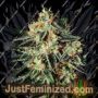 Cheese by Greenhouse Seeds Cannabis Seeds Discounted Cheapest Online