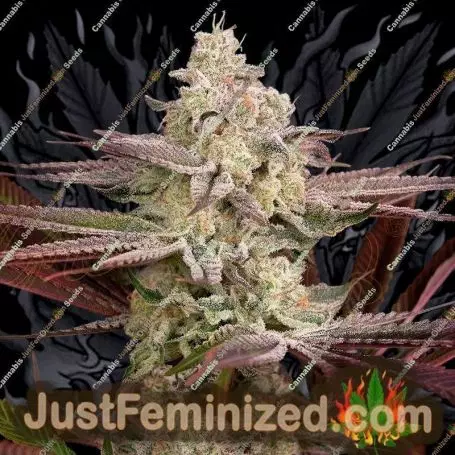Chemical Bride by Greenhouse Seeds Cannabis Seeds Discounted Cheapest Online