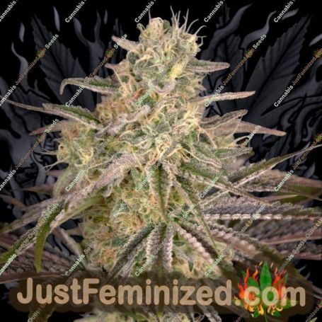 Cloud Walker by Greenhouse Seeds Cannabis Seeds Discounted Cheapest Online