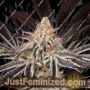 Dark Phoenix by Greenhouse Seeds Cannabis Seeds Discounted Cheapest Online