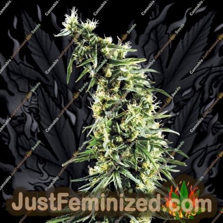 Hawaiian Snow by Greenhouse Seeds Cannabis Seeds Discounted Cheapest Online