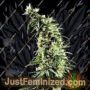 Hawaiian Snow by Greenhouse Seeds Cannabis Seeds Discounted Cheapest Online