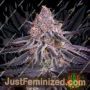 Kings Juice by Greenhouse Seeds Cannabis Seeds Discounted Cheapest Online