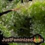 Kings Juice by Greenhouse Seeds Find Cannabis Strains at the Lowest Price for Original Souvenir Packed Seeds
