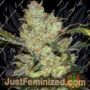 Kings Kush by Greenhouse Seeds Cannabis Seeds Discounted Cheapest Online
