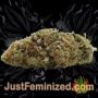 Kings Kush by Greenhouse Seeds Buy Weed Seeds at the lowest prices online
