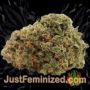 Kings Kush by Greenhouse Seeds Buy Weed Seeds at the lowest prices online