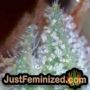 Kings Kush by Greenhouse Seeds Find Cannabis Strains at the Lowest Price for Original Souvenir Packed Seeds