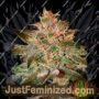 Pure Kush by Greenhouse Seeds Cannabis Seeds Discounted Cheapest Online