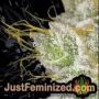 Pure Kush by Greenhouse Seeds Find Cannabis Strains at the Lowest Price for Original Souvenir Packed Seeds