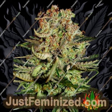 Super Bud by Greenhouse Seeds Cannabis Seeds Discounted Cheapest Online