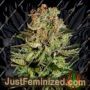 Super Bud by Greenhouse Seeds Cannabis Seeds Discounted Cheapest Online