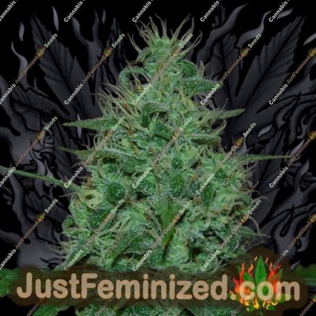 Cropical Fruit Auto by Cream of the Crop Cannabis Seeds For Sale at Just Feminized