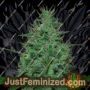 Cropical Fruit Auto by Cream of the Crop Cannabis Seeds For Sale at Just Feminized