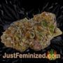Cropical Fruit Auto by Cream of the Crop Buds Weed Ganja Skunk Pot Reefer Dope Herb Pics Images