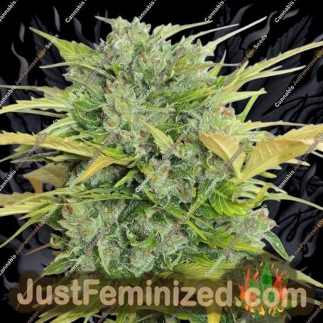 AK47 Auto by Serious Seeds Cannabis Seeds Discounted Cheapest Online