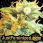 Bubblegum by Serious Seeds Find Cannabis Strains at the Lowest Price for Original Souvenir Packed Seeds