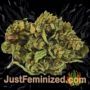 Serious Kush by Serious Seeds Buy Weed Seeds at the lowest prices online