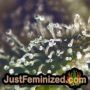 Serious Kush by Serious Seeds Find Cannabis Strains at the Lowest Price for Original Souvenir Packed Seeds