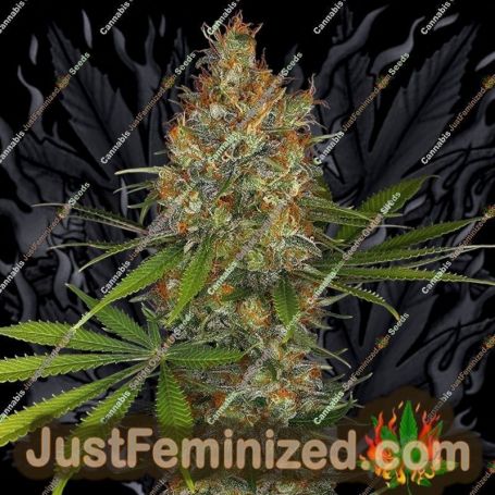 Strawberry AK47 by Serious Seeds Cannabis Seeds Discounted Cheapest Online