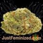 Amnesia Haze by Sweet Seeds Buy Weed Seeds at the lowest prices online
