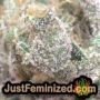 Black Cream Auto by Sweet Seeds Find Cannabis Strains at the Lowest Price for Original Souvenir Packed Seeds