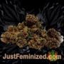 Black Jack by Sweet Seeds Buy Weed Seeds at the lowest prices online