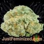 Black Jack by Sweet Seeds Buy Weed Seeds at the lowest prices online