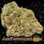 Black Jack by Sweet Seeds Buy Weed Seeds at the lowest prices online