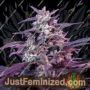 Bloody Skunk Auto by Sweet Seeds Cannabis Seeds Discounted Cheapest Online