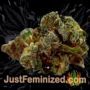 Cheese Auto by Sweet Seeds Buy Weed Seeds at the lowest prices online