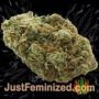 Cheese by Sweet Seeds Buy Weed Seeds at the lowest prices online