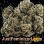 Cheese XL Auto by Sweet Seeds Buy Weed Seeds at the lowest prices online
