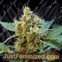 Cream Mandarine XL Auto by Sweet Seeds Cannabis Seeds Discounted Cheapest Online