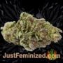 Cream Mandarine XL Auto by Sweet Seeds Buy Weed Seeds at the lowest prices online