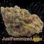 Fast Bud No.2 Auto by Sweet Seeds Buy Weed Seeds at the lowest prices online