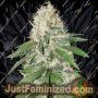 Gorilla Girl by Sweet Seeds Cannabis Seeds Discounted Cheapest Online