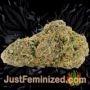 Gorilla Girl by Sweet Seeds Buy Weed Seeds at the lowest prices online