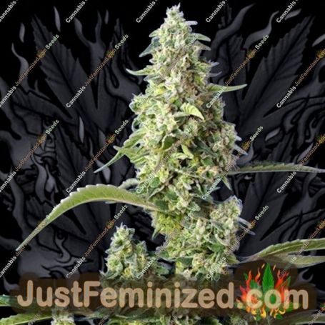 Gorilla Girl XL Auto by Sweet Seeds Cannabis Seeds Discounted Cheapest Online
