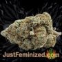 Gorilla Girl XL Auto by Sweet Seeds Buy Weed Seeds at the lowest prices online