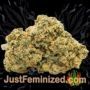 Gorilla Girl XL Auto by Sweet Seeds Buy Weed Seeds at the lowest prices online