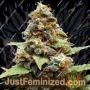 Gorilla Lemon Fire by Cream of the Crop Cannabis Seeds For Sale at Just Feminized