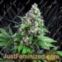 Killer Kush by Sweet Seeds Cannabis Seeds Discounted Cheapest Online