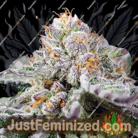 Orange Apricot Glue XL Auto by Sweet Seeds Cannabis Seeds Discounted Cheapest Online
