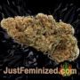 Orange Apricot Glue XL Auto by Sweet Seeds Buy Weed Seeds at the lowest prices online