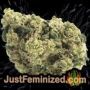 Orange Apricot Glue XL Auto by Sweet Seeds Buy Weed Seeds at the lowest prices online