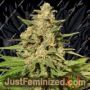 Hybrid X by Cream of the Crop Cannabis Seeds For Sale at Just Feminized
