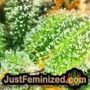 Speed + Auto by Sweet Seeds Find Cannabis Strains at the Lowest Price for Original Souvenir Packed Seeds
