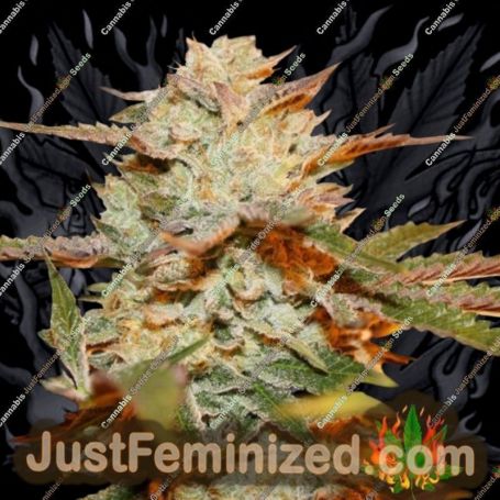 Strawberry Banana Gelato XL Auto by Sweet Seeds Cannabis Seeds Discounted Cheapest Online
