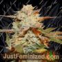 Strawberry Banana Gelato XL Auto by Sweet Seeds Cannabis Seeds Discounted Cheapest Online